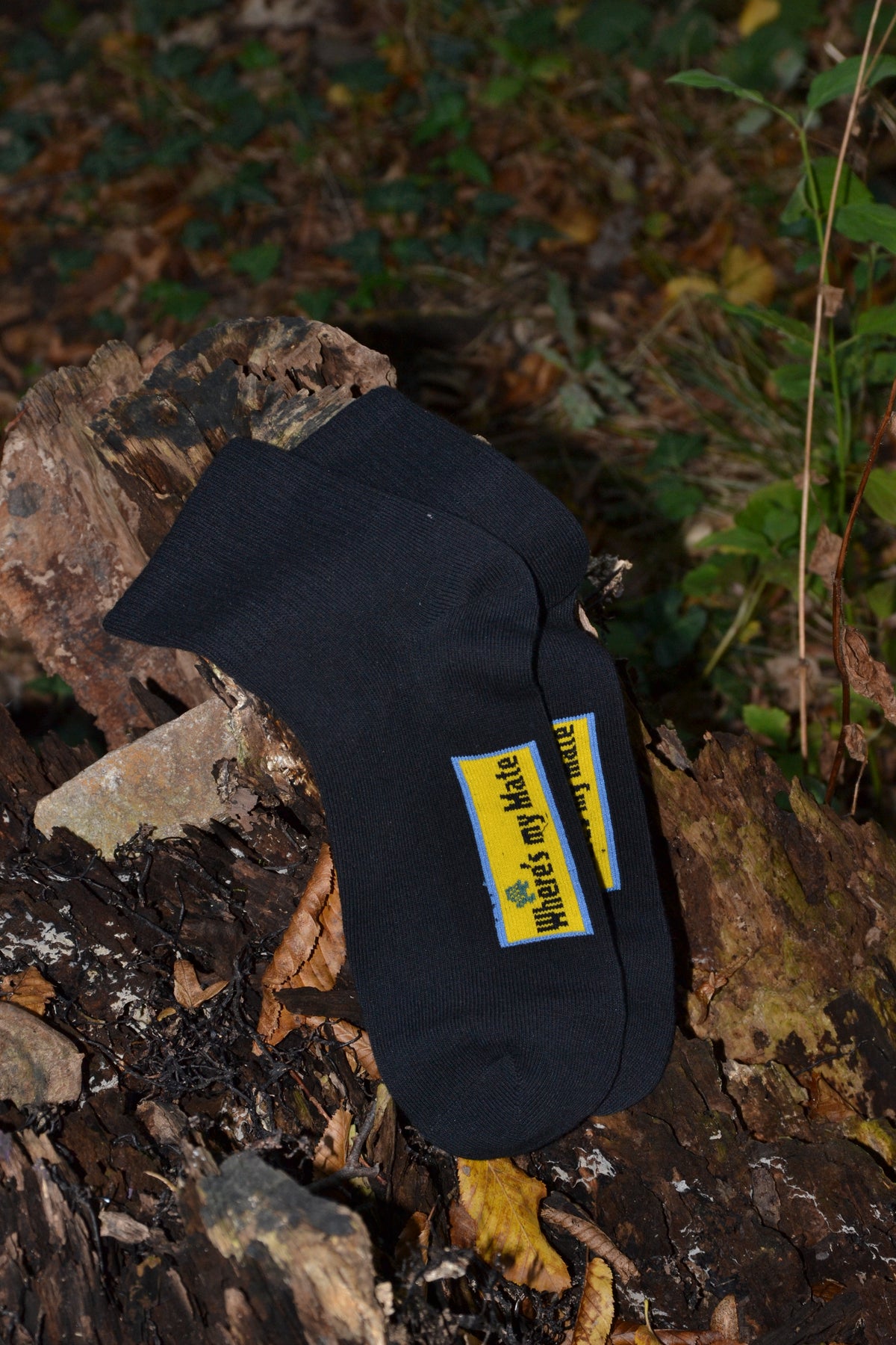 Where is my mate Socke klettert auf einen alten Baumstumpf im Wald