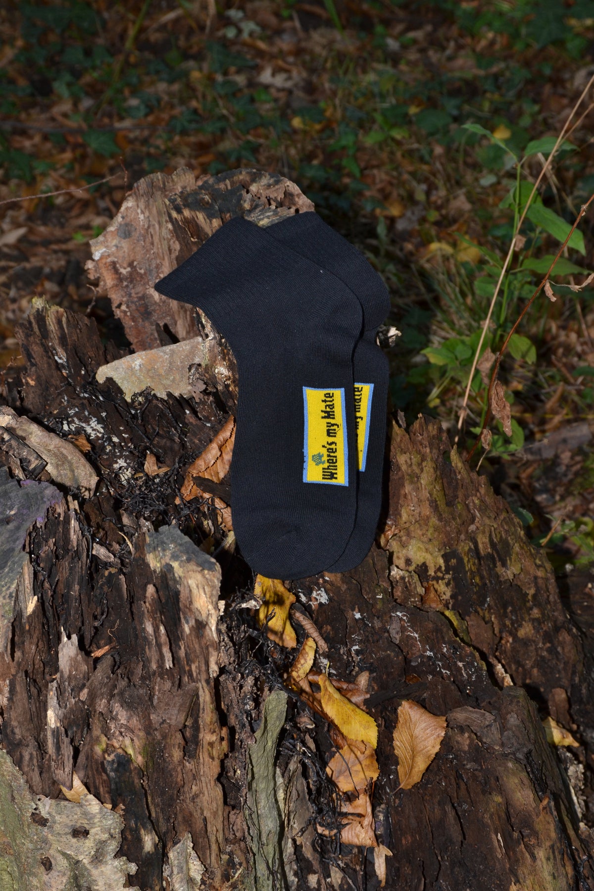 Where is my mate Socke aufrecht an einem moosbewachsenen Baumstamm im Wald